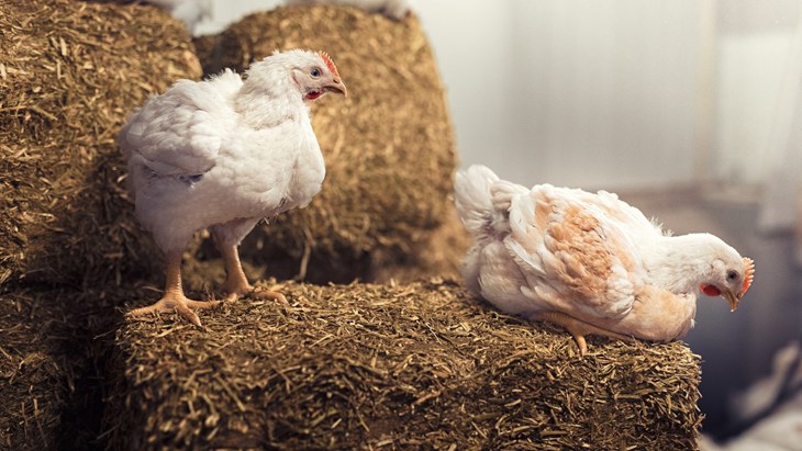 Two white broiler chickens on hay bails in a higher welfare indoor system.